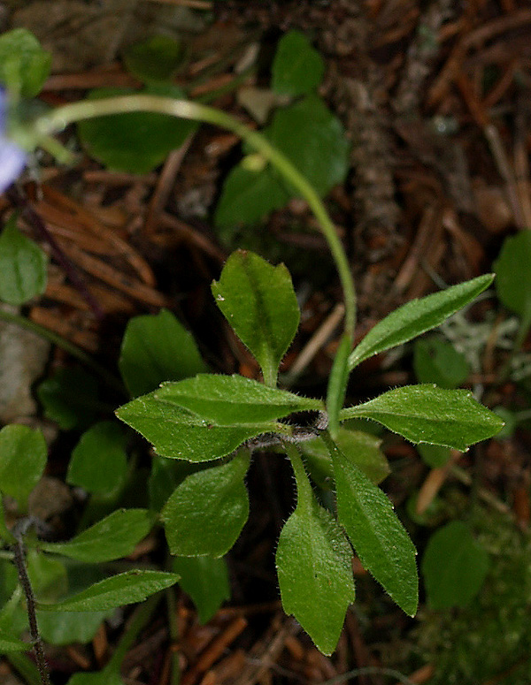 Campanula cochlearifolia